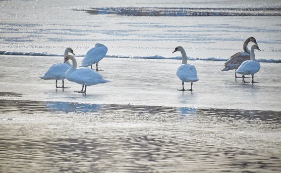 Group of white swans standing on the ice against water surface in winter.Beautiful mute swan pair standing and preening on icy pond.