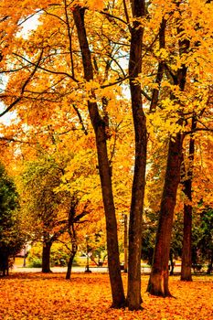 Golden autumn in a city park with trees and fallen yellow leaves on a cloudy day.