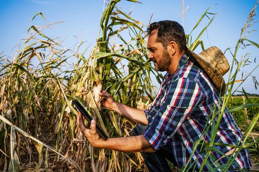 Farmer is looking at his dry corn field and examining crops.