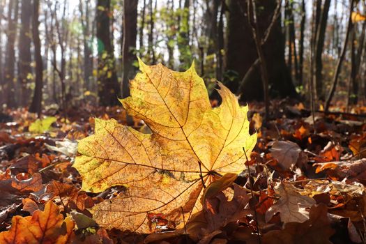 Fallen maple leaf in backlight in autumn forest