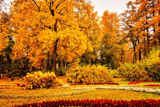 Golden autumn in a city park with trees and fallen yellow leaves on a cloudy day.