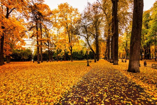 Golden autumn in a city park with trees and fallen yellow leaves on a cloudy day.