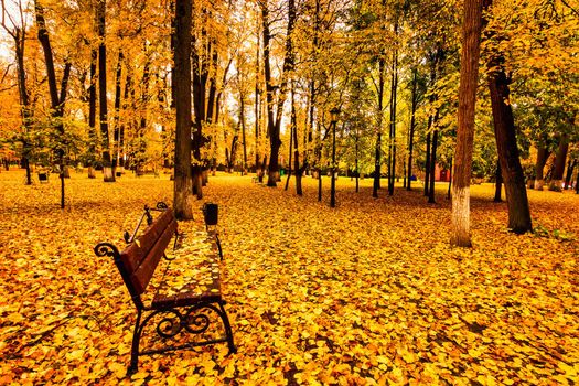 Golden autumn in a city park with trees and fallen yellow leaves on a cloudy day.