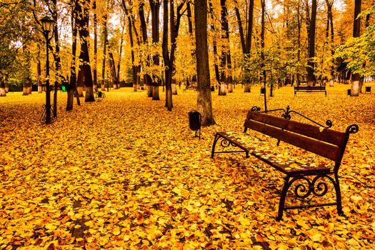 Golden autumn in a city park with trees and fallen yellow leaves on a cloudy day.