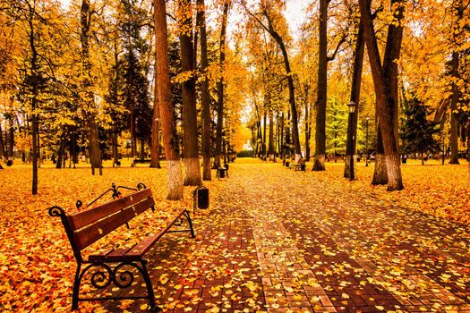 Golden autumn in a city park with trees and fallen yellow leaves on a cloudy day.