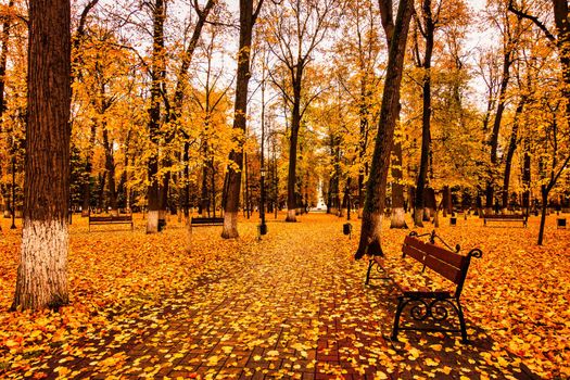 Golden autumn in a city park with trees and fallen yellow leaves on a cloudy day.