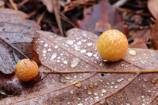 Oak apple or oak gall is a type of gall caused by gall wasp. Oak galls have been used in the production of ink since of the Roman Empire.
