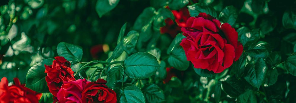 Red roses in beautiful flower garden as floral background.