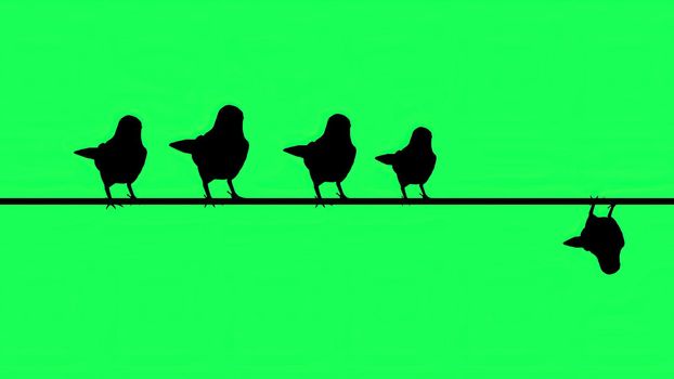 3d illustration - Silhouette of sparrows siting  on Wires  - Green Screen