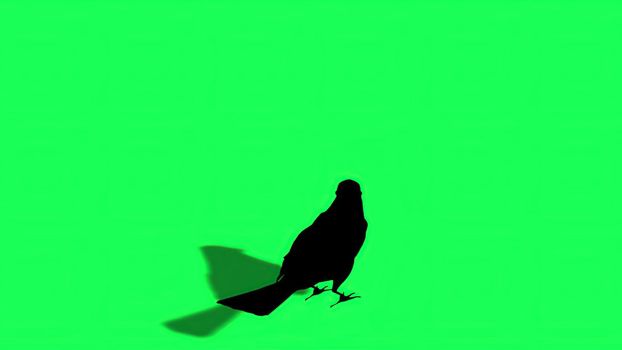 3d illustration - Silhouette of Sparrow - Green Screen