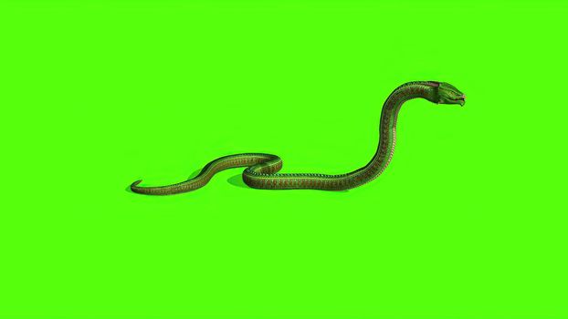 3d illustration - Snake on a Green Screen - background