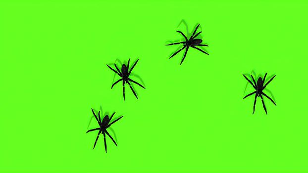 3d illustration - Spiders On Green Screen Creepy Crawling