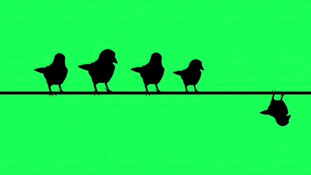 3d illustration - Silhouette of sparrows siting  on Wires  - Green Screen