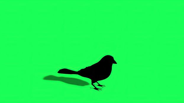 3d illustration - Silhouette of Sparrow - Green Screen