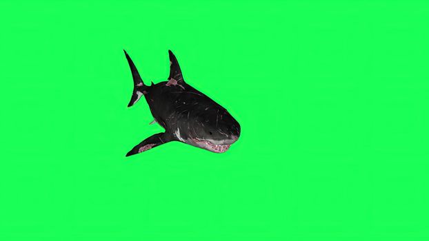 3d illustration - Shark  In A  Green Screen -  background