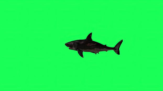 3d illustration - Shark  In A  Green Screen -  background