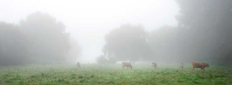 meadow with cows in french natural park boucles de la seine between rouen and le havre in summer morning fog