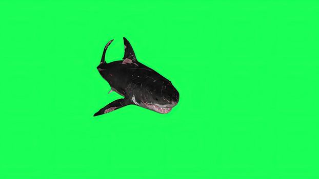 3d illustration - Shark  In A  Green Screen -  background