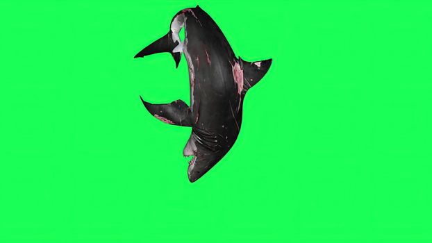 3d illustration - Shark  In A  Green Screen -  background