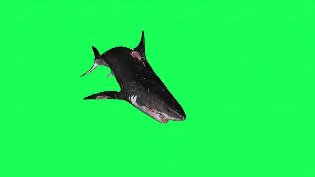 3d illustration - Shark  In A  Green Screen -  background