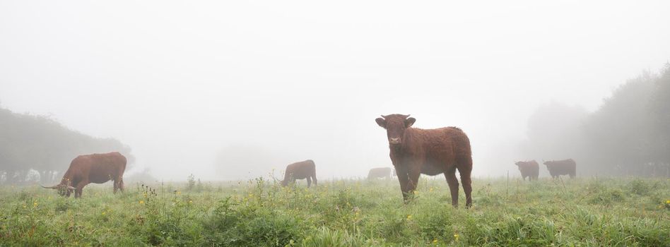 long horned cows in summer meadow on foggy morning in regional park boucles de la seine between rouen and le havre in northern france