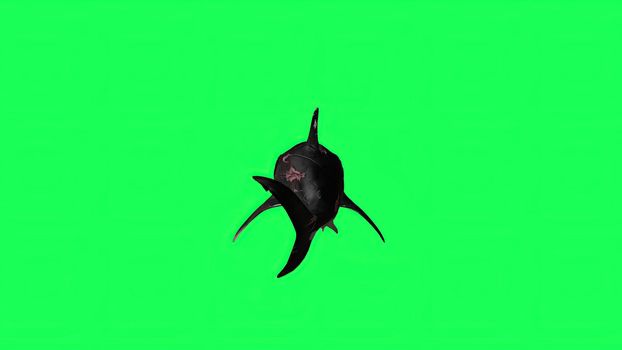 3d illustration - Shark  In A  Green Screen -  background