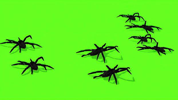 3d illustration - Spiders On Green Screen Creepy Crawling