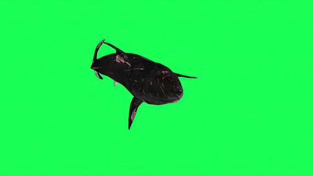 3d illustration - Shark  In A  Green Screen -  background