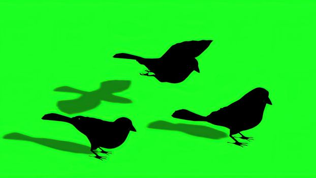 3d illustration - Silhouette of Sparrow - Green Screen