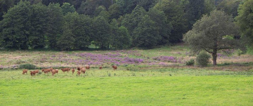 limousin cows in french green grassy meadow near heather and forest not far from limoges