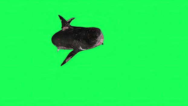 3d illustration - Shark  In A  Green Screen -  background