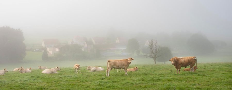 cows and bull in green meadow on foggy morning near village in regional park boucles de seine between rouwn and le havre in northern france