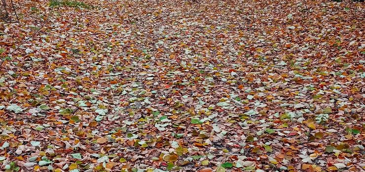 Colorful seasonal autumn background pattern, Vibrant carpet of fallen forest leaves. Autumn beauty of nature. Autumn background with multicolored leaves. 