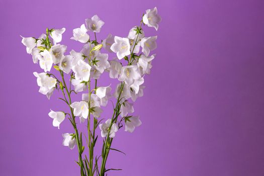 Bouquet of flowers bells on a purple background