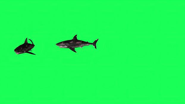 3d illustration - Shark  In A  Green Screen -  background