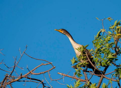Cormorants in Tree at Sunset in Saskatchewan Canada