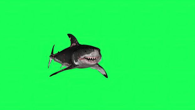 3d illustration - Shark  In A  Green Screen -  background