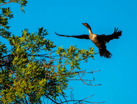 Cormorants in Tree at Sunset in Saskatchewan Canada