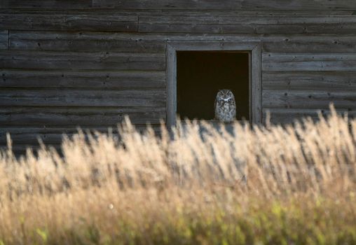 Young Great Horned Owl in a Barn Window