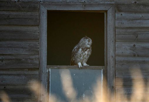 Young Great Horned Owl in a Barn Window
