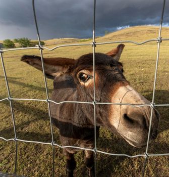 Prairie Storm Canada Summer time donkey in foreground