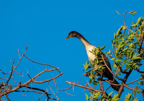 Cormorants in Tree at Sunset in Saskatchewan Canada