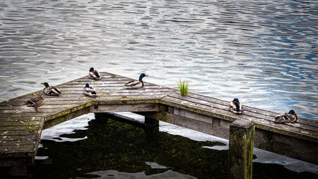 Group of mallard ducks sitting on a dock, lake dock with seven birds