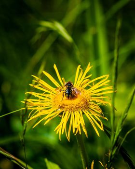 Bee sitting on a Yellow flower, selective focus photo of insect and flower on green background 