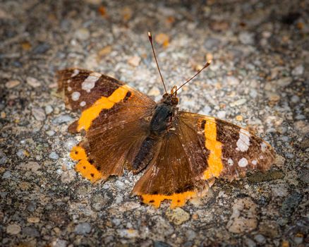 Brown colored butterfly image, selective focus photo of a butterfly