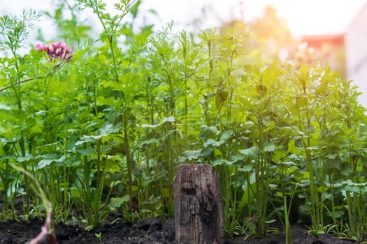 Gardening and agriculture concept coriander harvest. Vegan vegetarian homegrown food production.