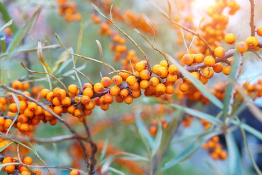 Sea buckthorn, shallow depth of field blurred. This oil is used in medicine and cosmetology.