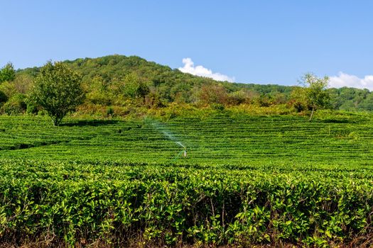 Green tea farm with blue sky background. Nature background. Copy space