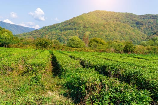 Landscape view of tea plantation. Concept for the tea product background, copy space