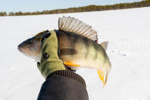 ice fishing. Active recreation in winter on river. Fishing for perch.